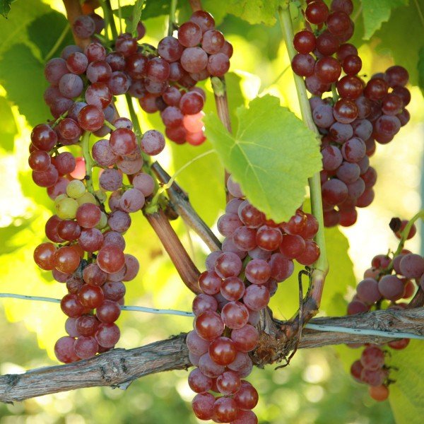 einset seedless1 einset seedless1