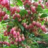 enkianthus campanulatus ruby glow p image 36750 grande