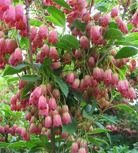enkianthus campanulatus ruby glow p image 36750 grande enkianthus campanulatus ruby glow p image 36750 grande
