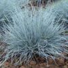eraicinas melsvasis elijah blue