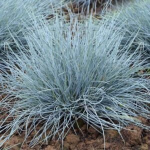 eraicinas melsvasis elijah blue