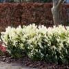 eujlank06 Euonymus Himalaya Garden scaled 1