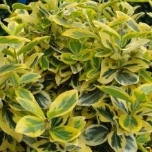 euonymus fortunei emeraldn gold 1 1 euonymus fortunei emeraldn gold 1 1