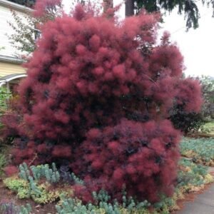 europinis pukenis royal purple