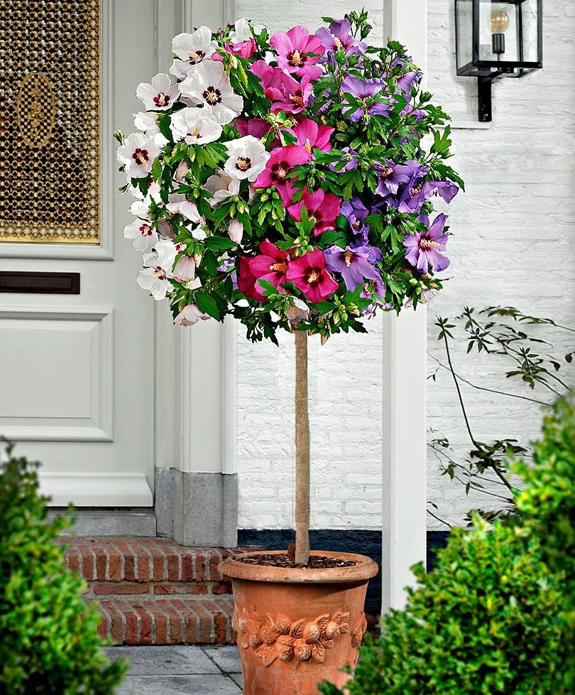 extra large tricolour hibiscus tree three colours on one tree 0e6 extra large tricolour hibiscus tree three colours on one tree 0e6