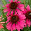 eziuole magenta pearl