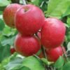 f apple firestorm starkbros sq