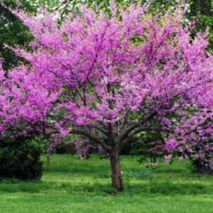 forrest pansy redbud tree 73851