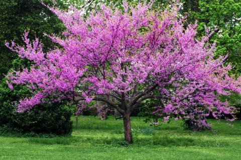 forrest pansy redbud tree 73851 forrest pansy redbud tree 73851
