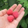 fruitech octavia malina oktavia frutek sadzhanci 2 1