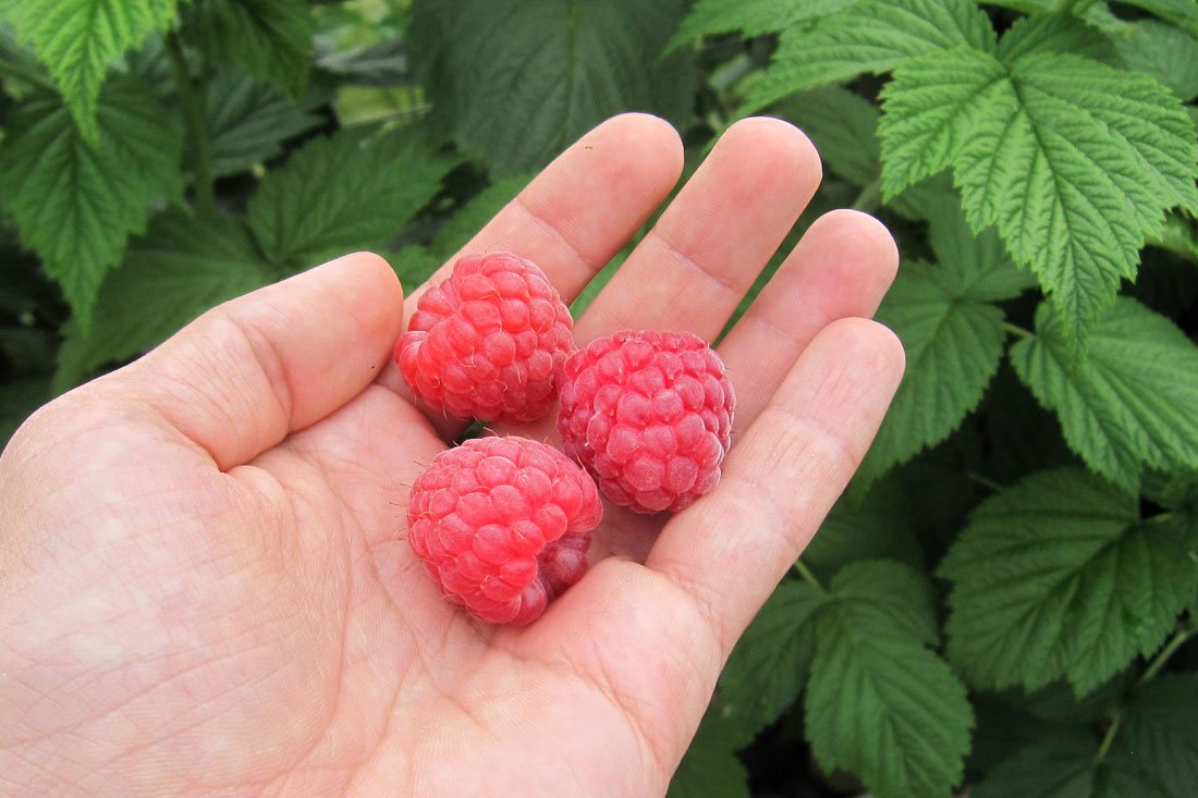 fruitech octavia malina oktavia frutek sadzhanci 2 1 fruitech octavia malina oktavia frutek sadzhanci 2 1