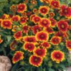 gaas 0 gaillardia arizona sun