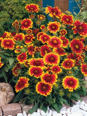 gaas 0 gaillardia arizona sun gaas 0 gaillardia arizona sun