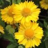 gailardiya messa yellow 73698089042112