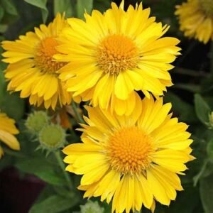 gailardiya messa yellow 73698089042112