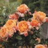 garden rose capri rosa apricot orange sodo kvepianti bijunine roze fragrance geles ir manufaktura roziu krumas parfum