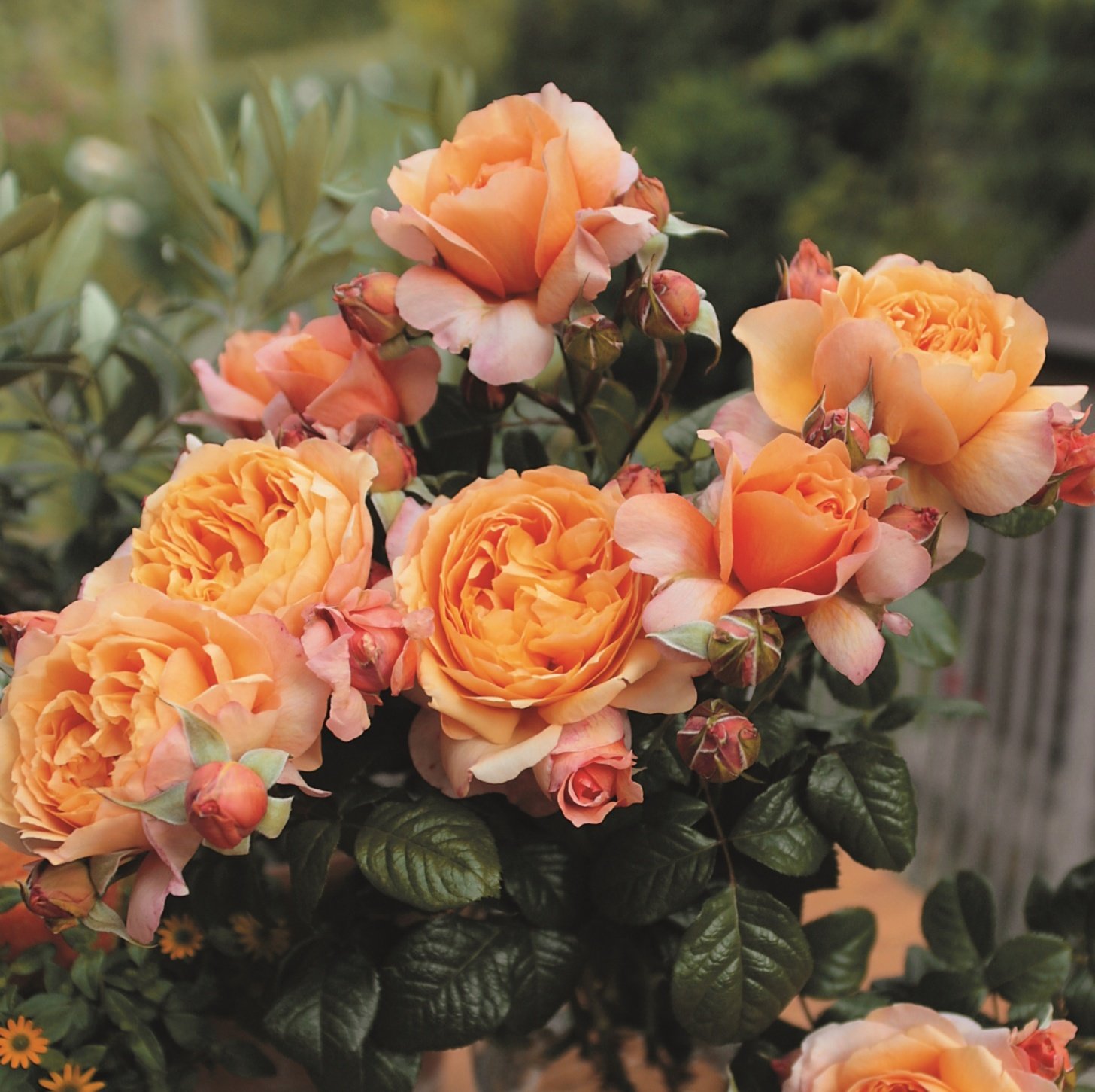 garden rose capri rosa apricot orange sodo kvepianti bijunine roze fragrance geles ir manufaktura roziu krumas parfum garden rose capri rosa apricot orange sodo kvepianti bijunine roze fragrance geles ir manufaktura roziu krumas parfum