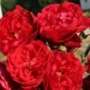 garden roses Florentina climbing bijunines sodo rozes red raudona vijokline laipiojanti geles ir manufaktura