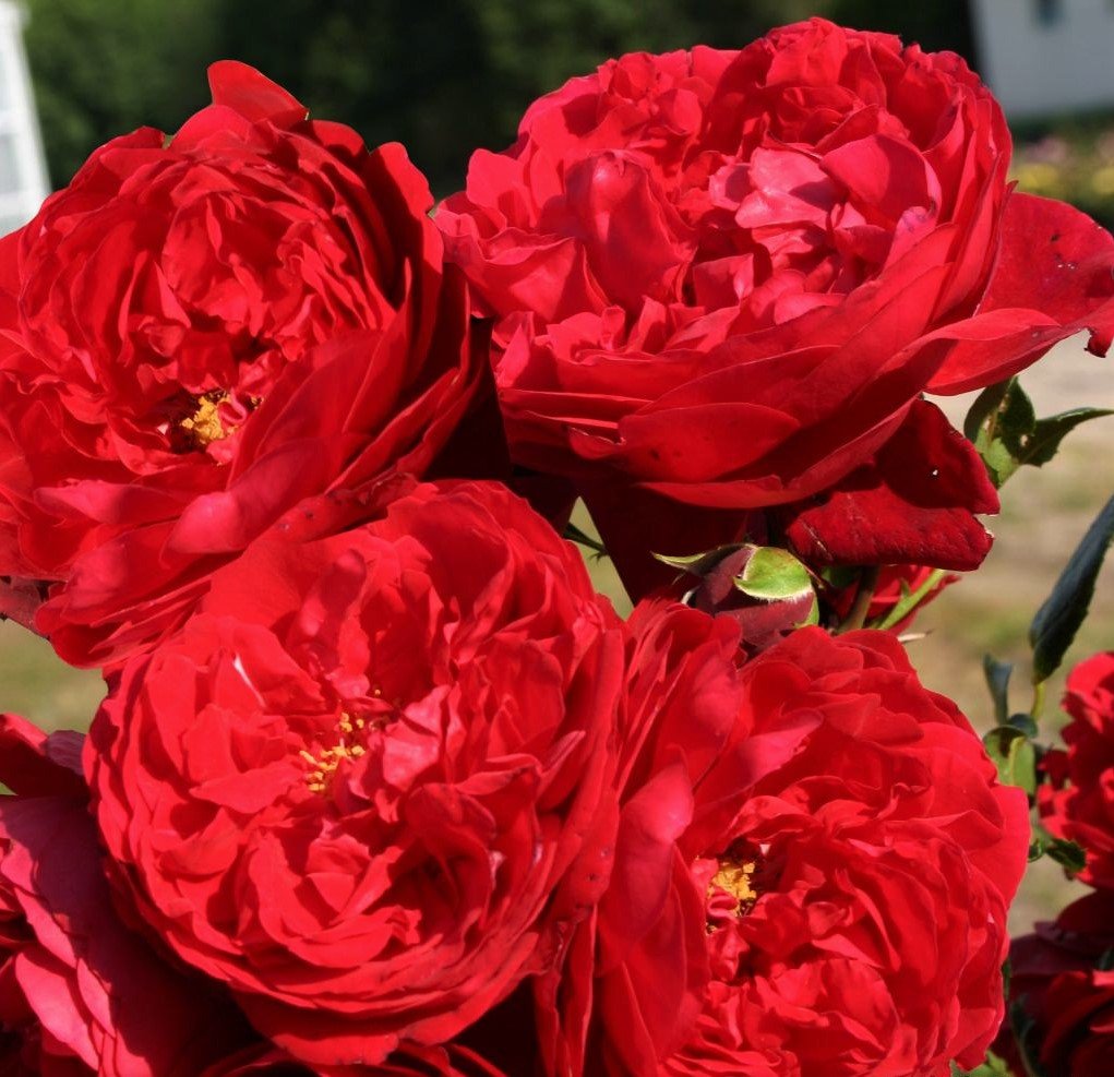 garden roses Florentina climbing bijunines sodo rozes red raudona vijokline laipiojanti geles ir manufaktura garden roses Florentina climbing bijunines sodo rozes red raudona vijokline laipiojanti geles ir manufaktura