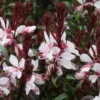 gaudipink