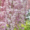 gausiaziede visterija wisteria floribunda honbeni