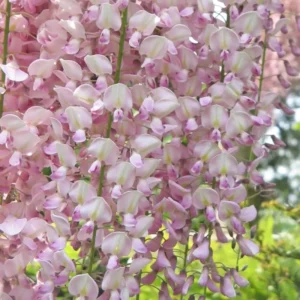 gausiaziede visterija wisteria floribunda honbeni