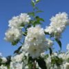gefuellter gartenjasmin pfeifenstrauch schneesturm m002114 w 10