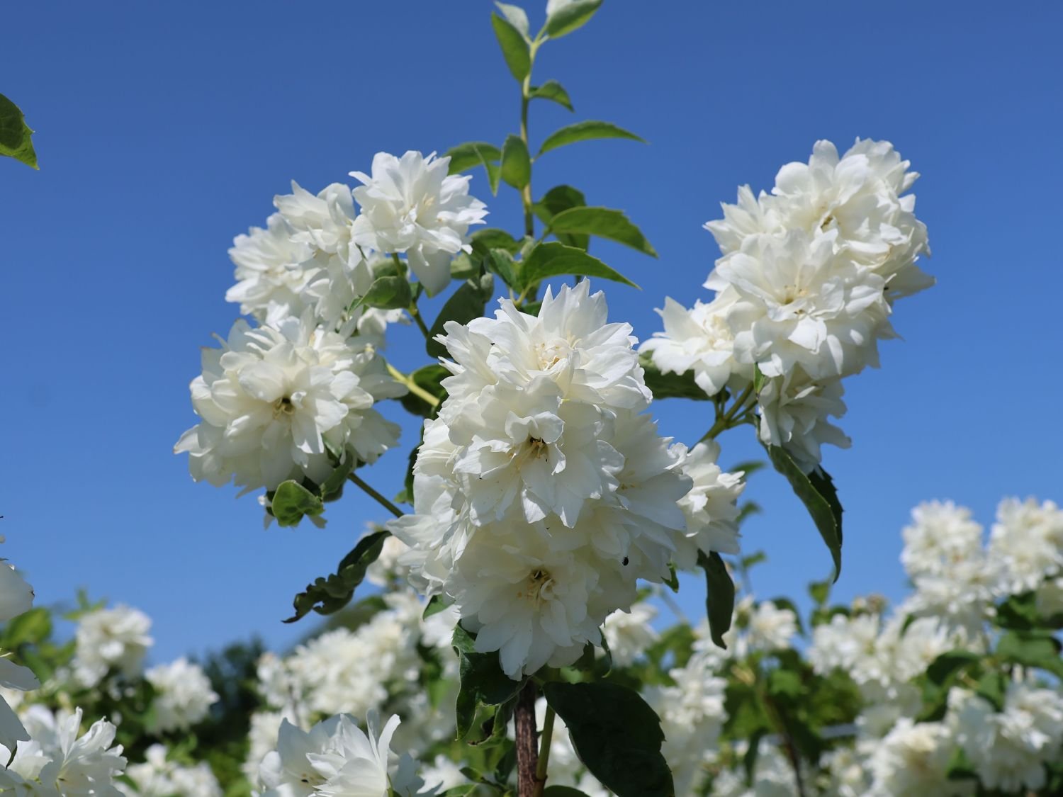 gefuellter gartenjasmin pfeifenstrauch schneesturm m002114 w 10 gefuellter gartenjasmin pfeifenstrauch schneesturm m002114 w 10