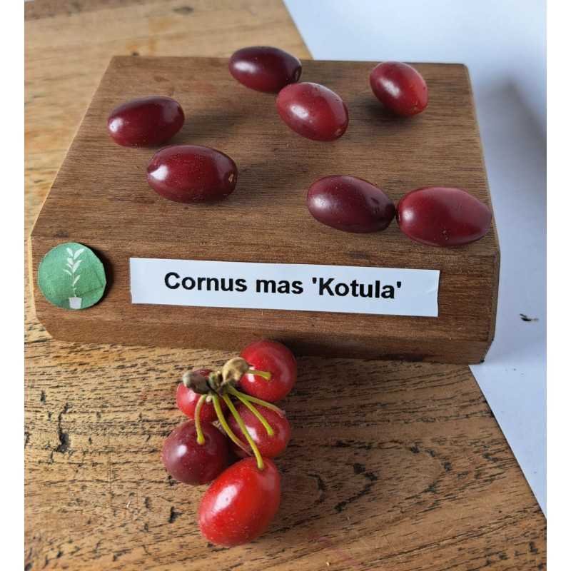 geltonziede sedula cornus mas kotula geltonziede sedula cornus mas kotula
