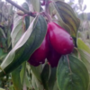 geltonziede sedula cornus mas shan