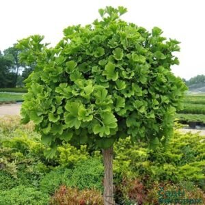 ginkgo biloba 650x650 1