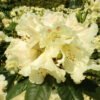 gk bellinii