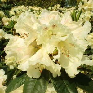 gk bellinii