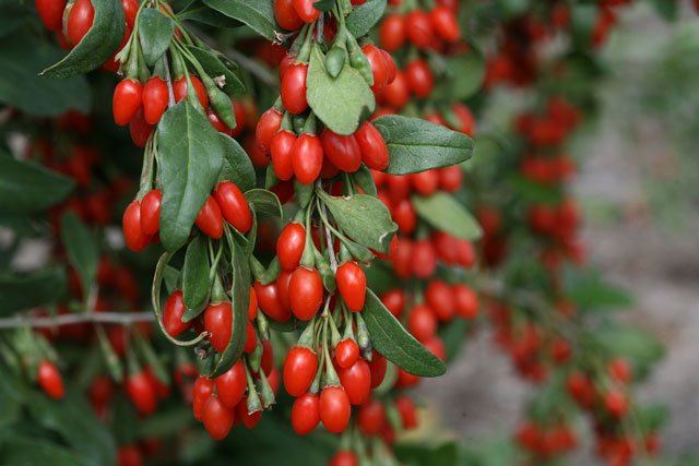 gojiberrysweetlifeberry gojiberrysweetlifeberry