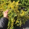 golden carpet