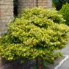 golden euonymus 1140304719 1200x1200