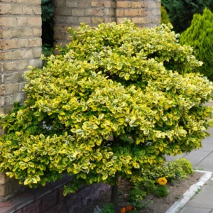 golden euonymus 1140304719 1200x1200