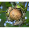 graikinis riesutmedis juglans regia popierinis