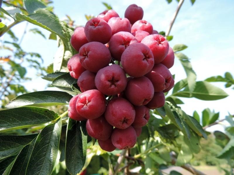 granatinis granatinis