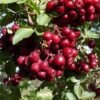 granatinis1