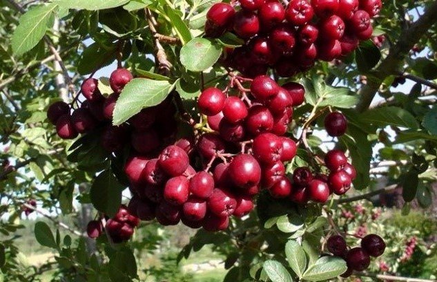 granatinis1 granatinis1