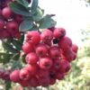 granatinis2