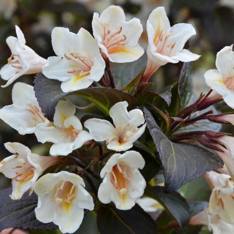 graziaziede veigele weigela florida ebony and ivory graziaziede veigele weigela florida ebony and ivory