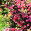 graziaziede veigele weigela florida minor black