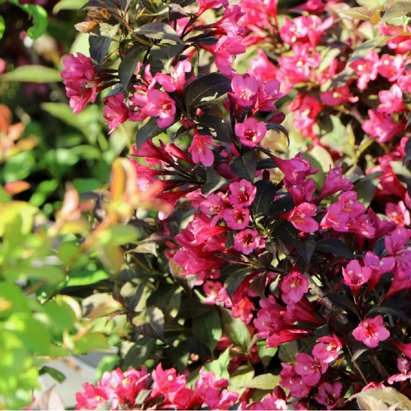 graziaziede veigele weigela florida minor black graziaziede veigele weigela florida minor black