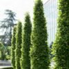 haagbeuk zuilboom carpinus betulus fastigiata