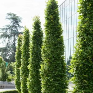 haagbeuk zuilboom carpinus betulus fastigiata