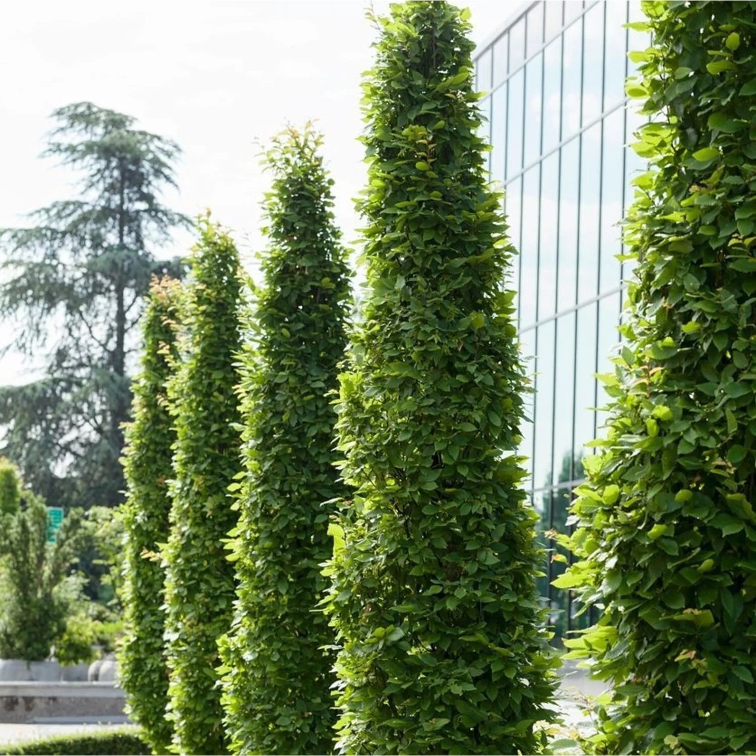 haagbeuk zuilboom carpinus betulus fastigiata haagbeuk zuilboom carpinus betulus fastigiata