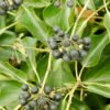 hedera helix arborescens fruits 1