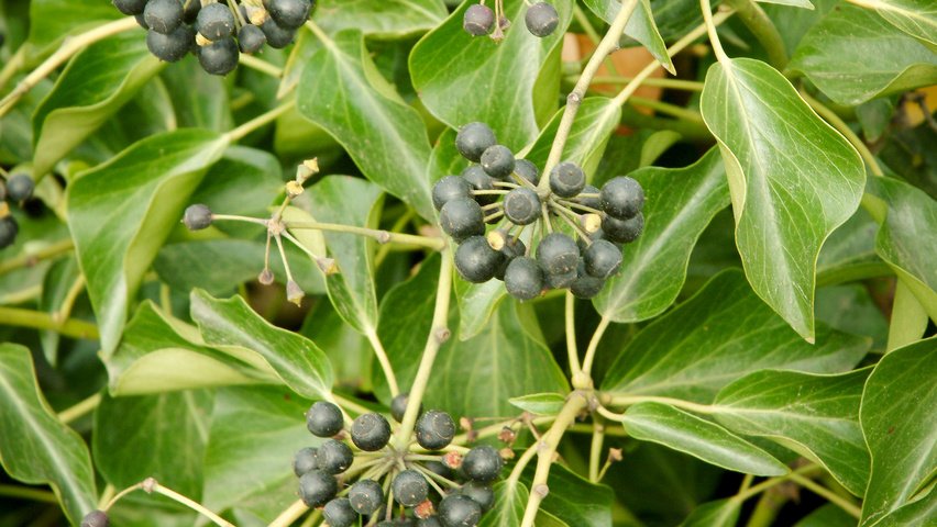 hedera helix arborescens fruits 1 hedera helix arborescens fruits 1